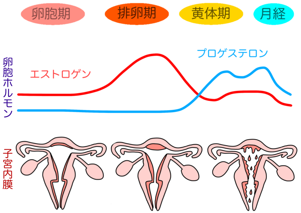 女性ホルモンの周期